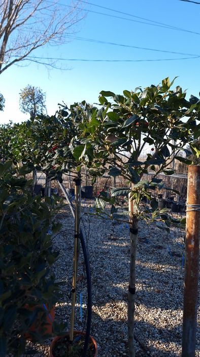 Tuia, photinia,platan, leylandi