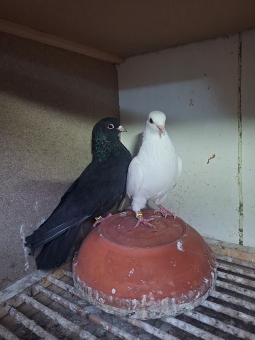 Tobosari arabi  tineret