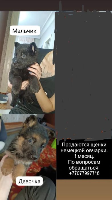 Щенки немецкой овчарки