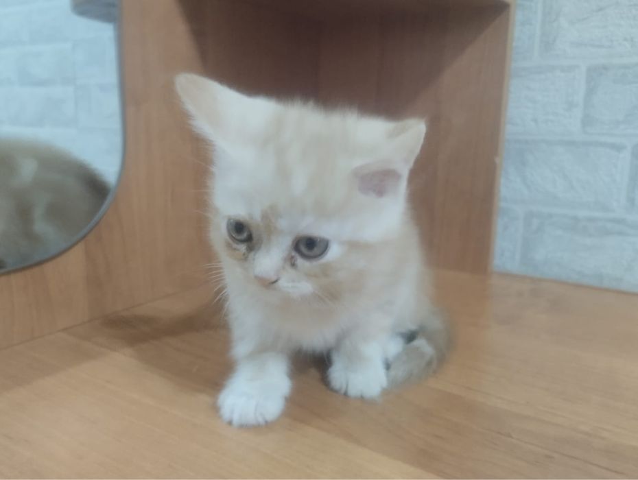 Котенок мальчик.