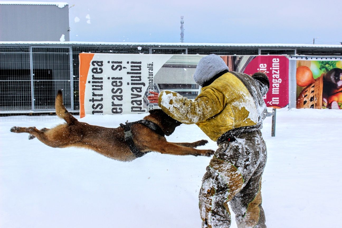 Scoala de Dresaj si Pensiunea Canina  K9Protection