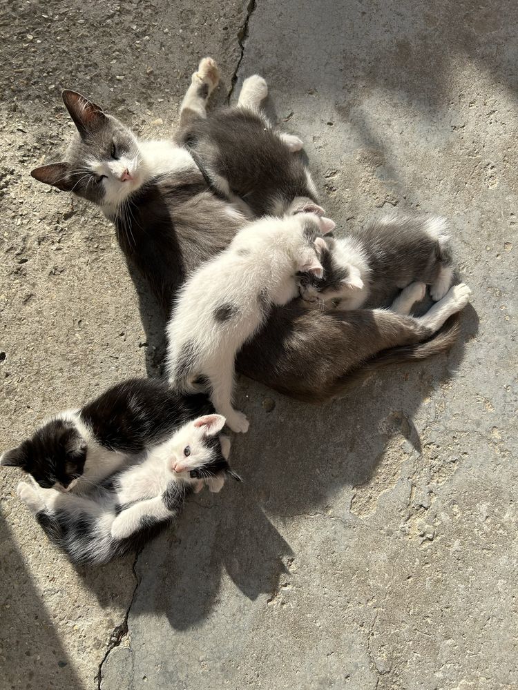 Puiuti de adoptat