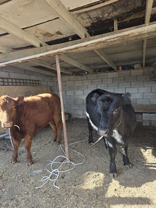 Тайынша 1.5 ай етті соғымға бағасы 700000 Саудасы бар