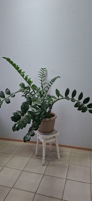 "Долларовое дерево"