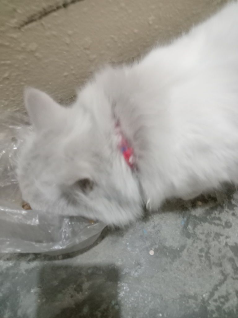 Кто потерял кота?
