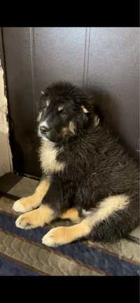Продам крупного щенка САО (Тобет, Алабай)