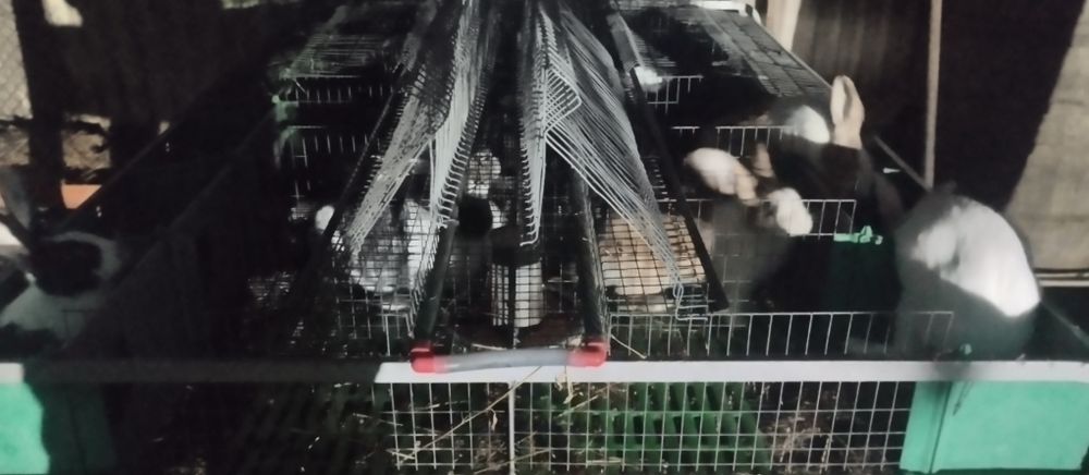 Vând cusca iepuri (modul)