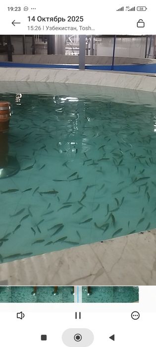 Мальки форели на заказ