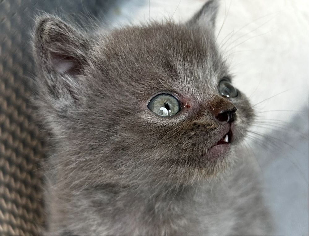 Скоттиш страйт котенок