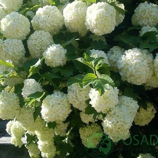 Продам куст бульданежа на посадку