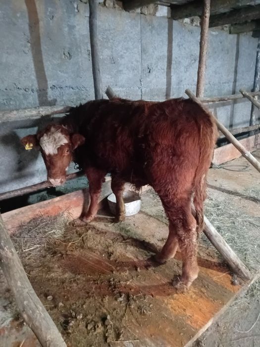 Патсос бұзаулар сатылады