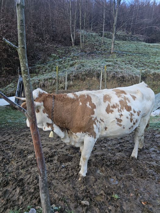 Vaca gestanta in 5 luni