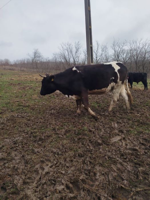 Vacă gestanta la a doua fătare