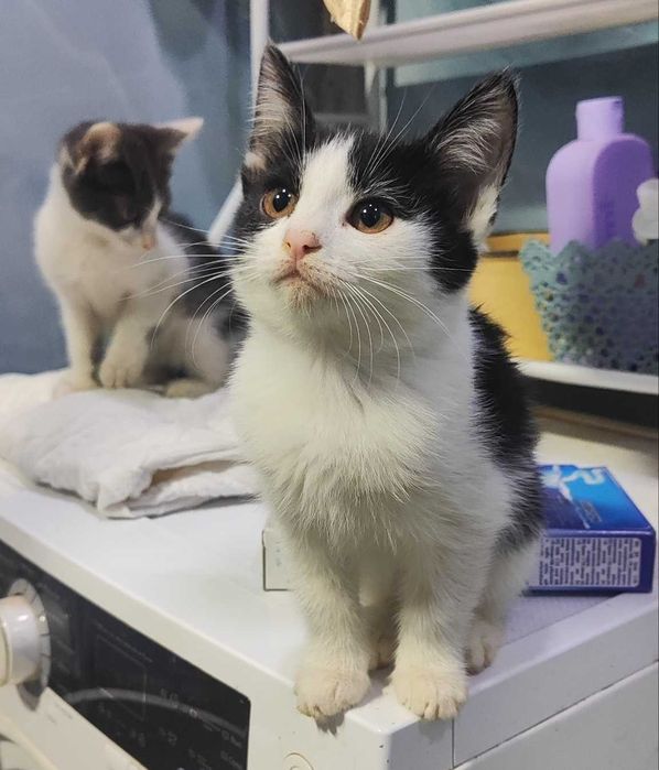 «Котята 3 месяца — ищут своих людей»