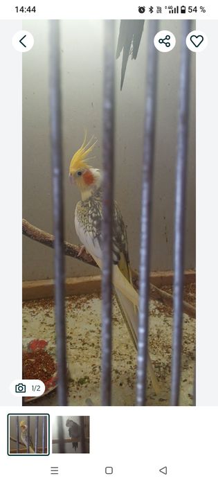 Бронь попугай карелла