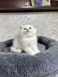 British shorthair ochi albastri