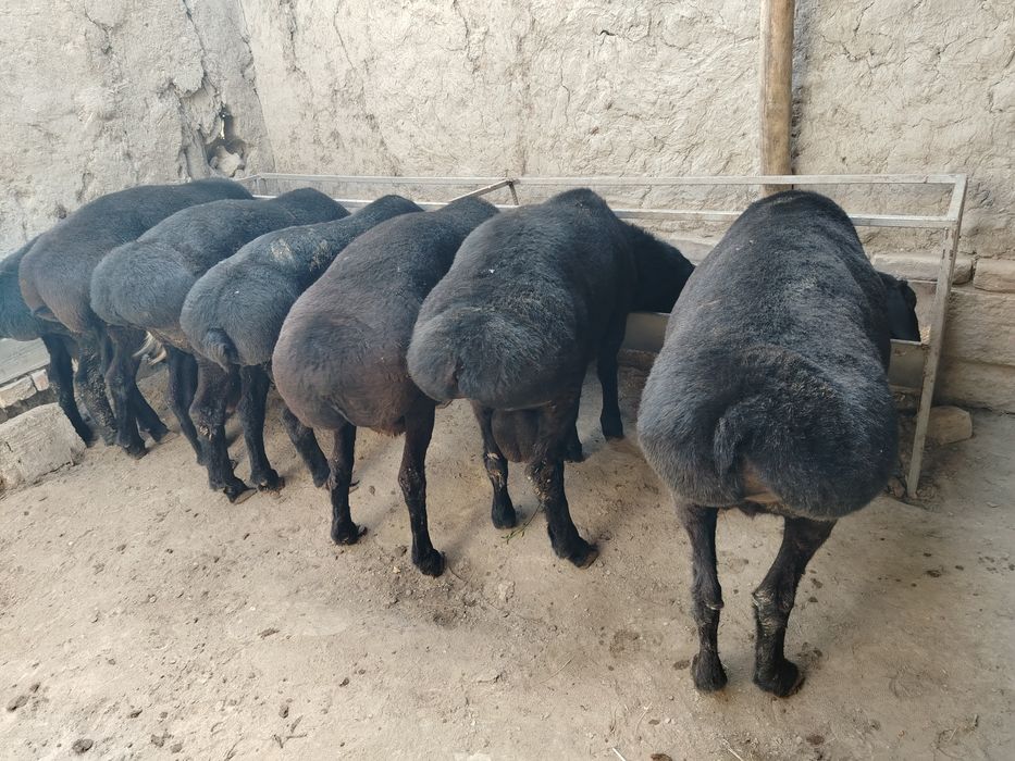 Bahorgi qo'chqor barralar