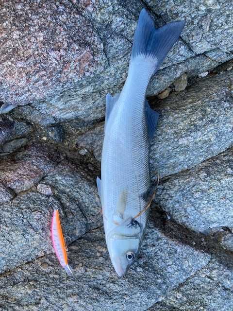 Combo Ryobi Applause 2.92m 20-80g + SG6 4000H