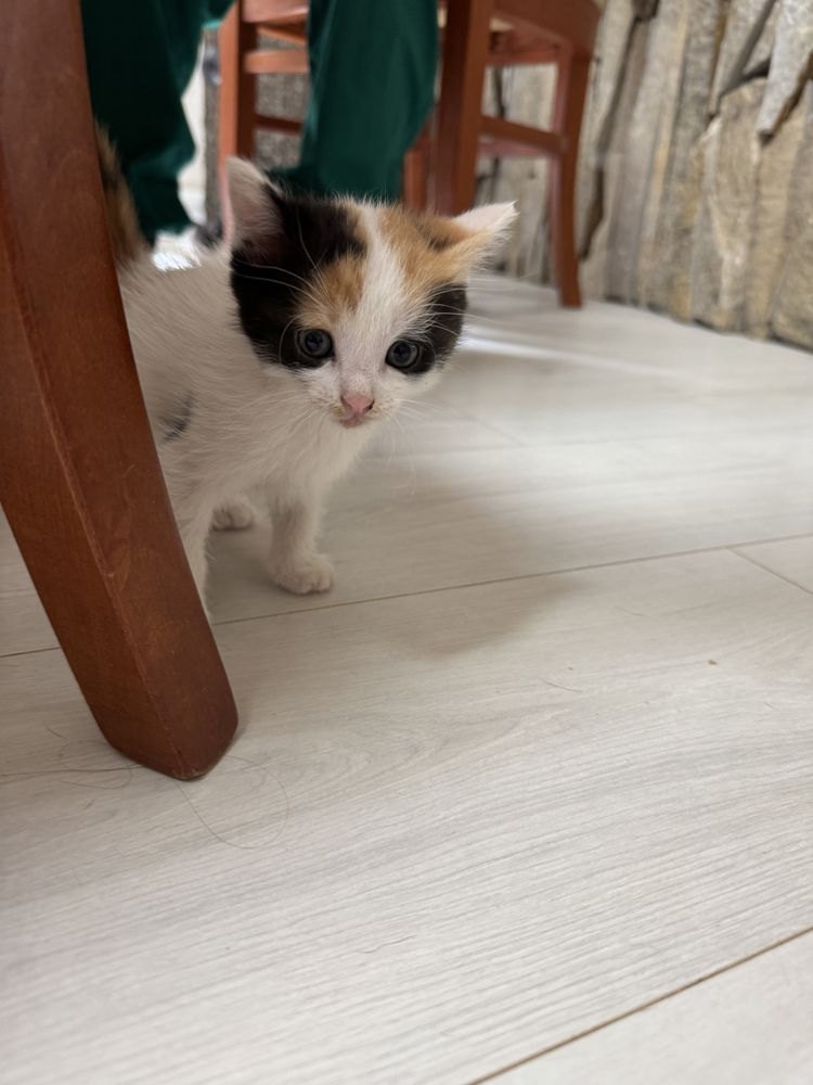 Подарявам котета