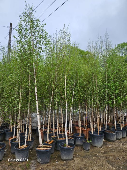 Vand mesteacan de calitate extra