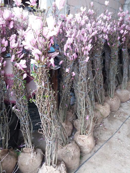 Vindem magnolie de mai multe dimensiuni mai multe culori