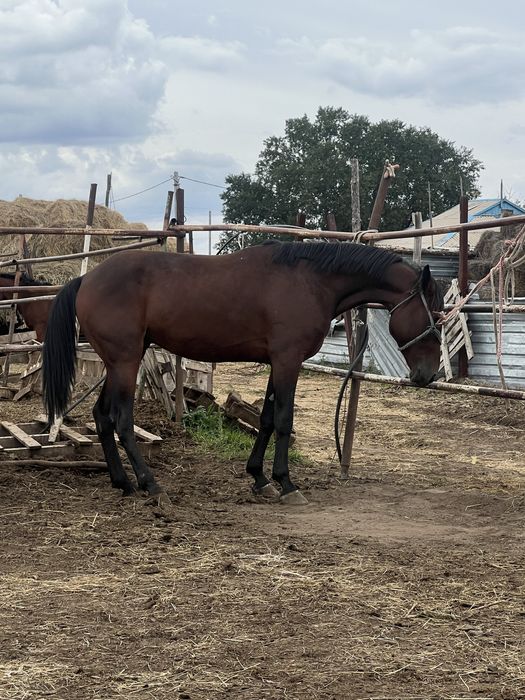 Иноходец американец