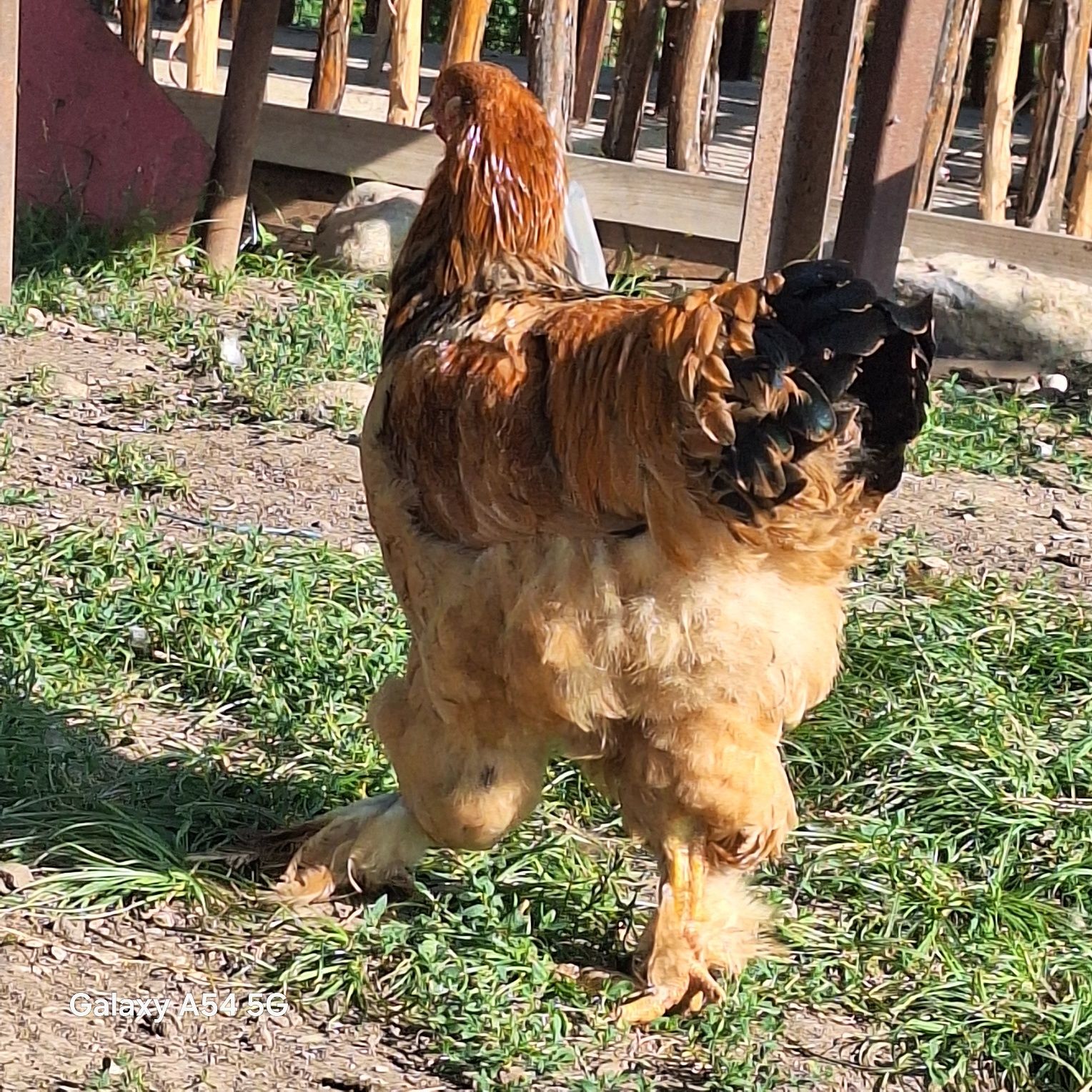 Vând cocoși tineri brahma columbian