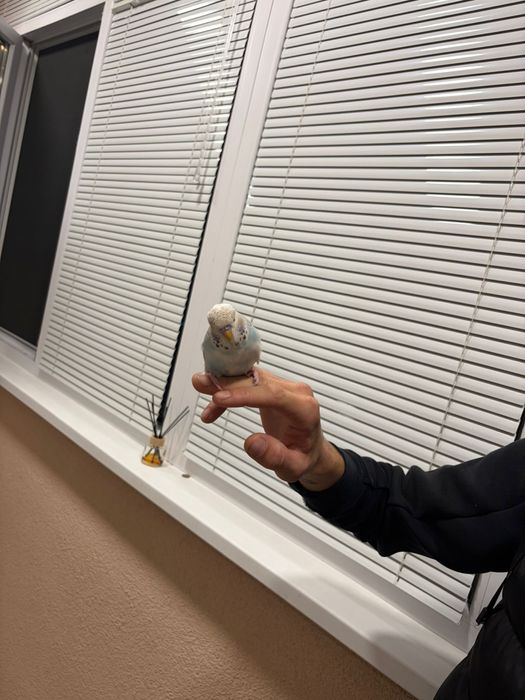 Двойка социални вълнисти папагали