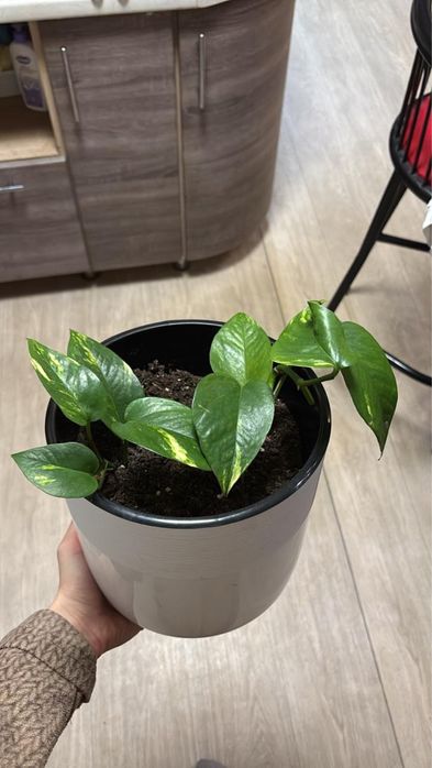 Продам эпипремнум