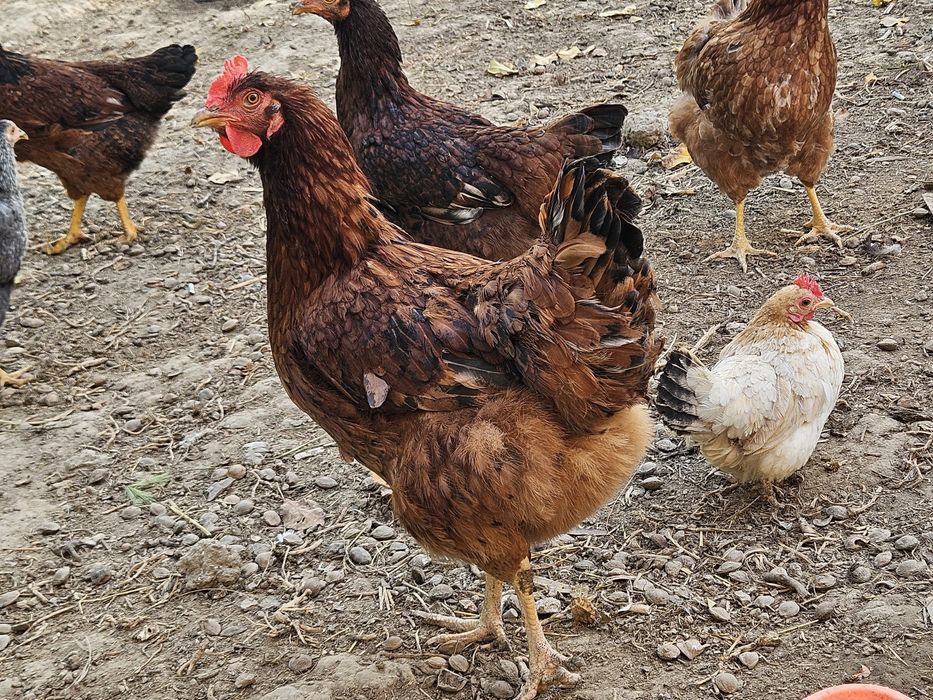 Хан хаяп тову ва хурози