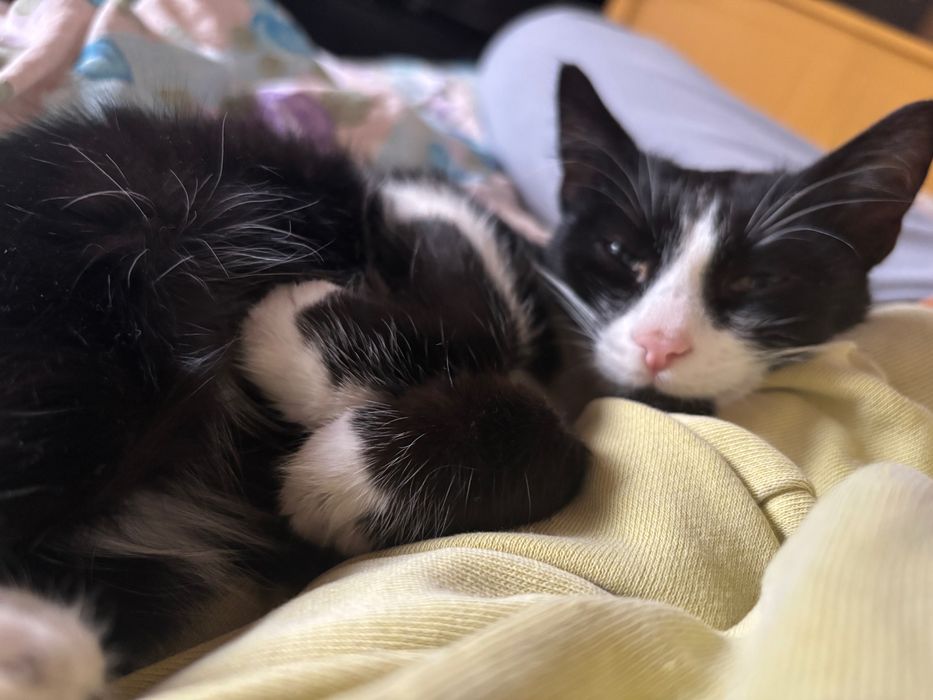 Търсим дом на мъжко котенце на 4 месеца - Батман