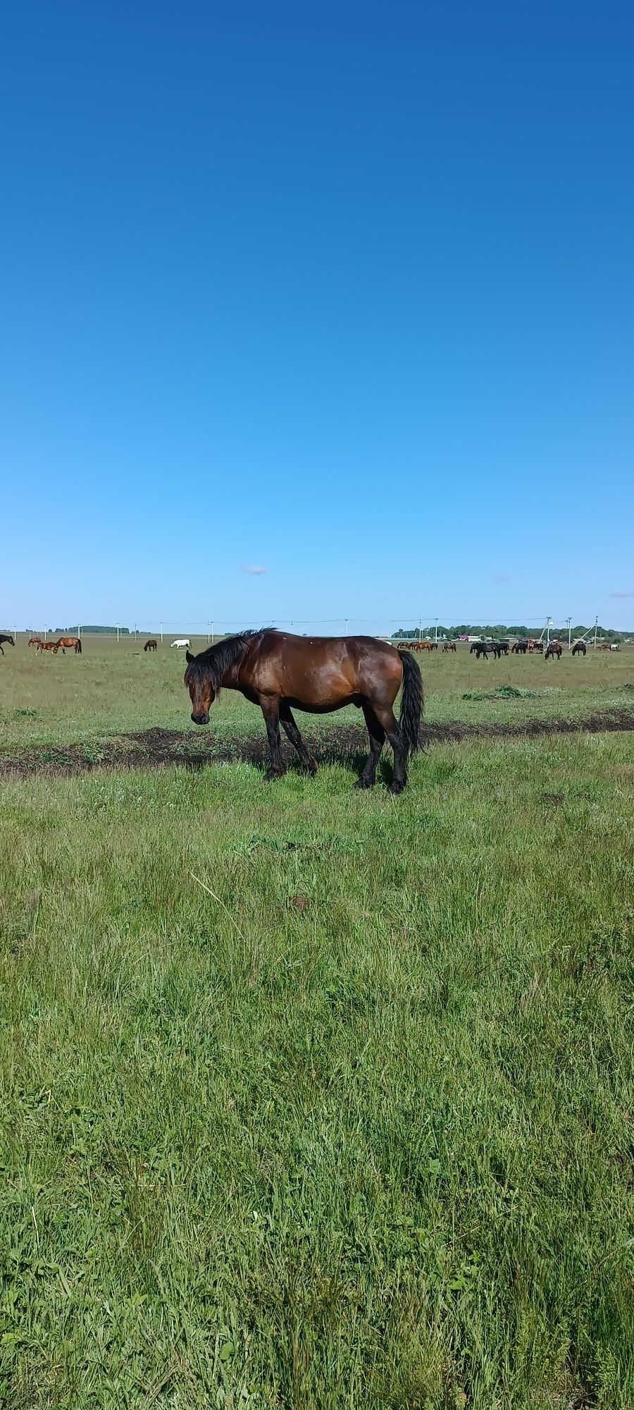 Продам обученного мерина