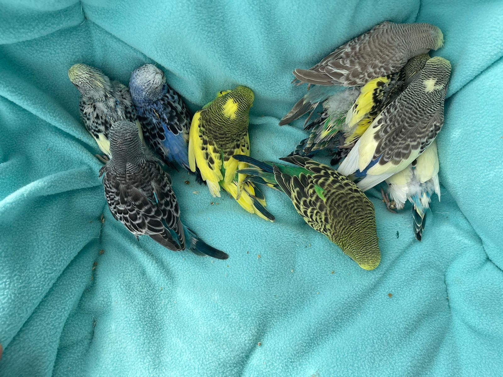 Продам попугаев выставочные Чехи