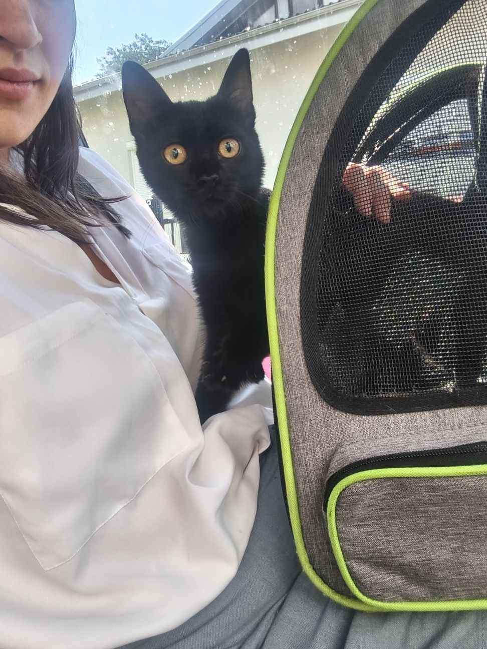 Подарявам бебета котета