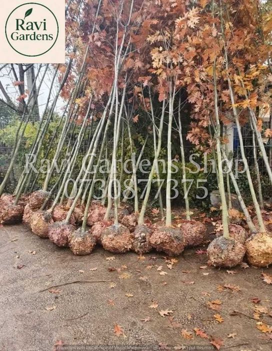 Arbori Foioși Tei, Platan | Mesteacăn 3m la 150 Lei