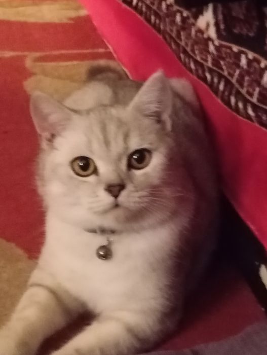 Бухоро шаҳарда Шиншилла ўғил мушук сотилади