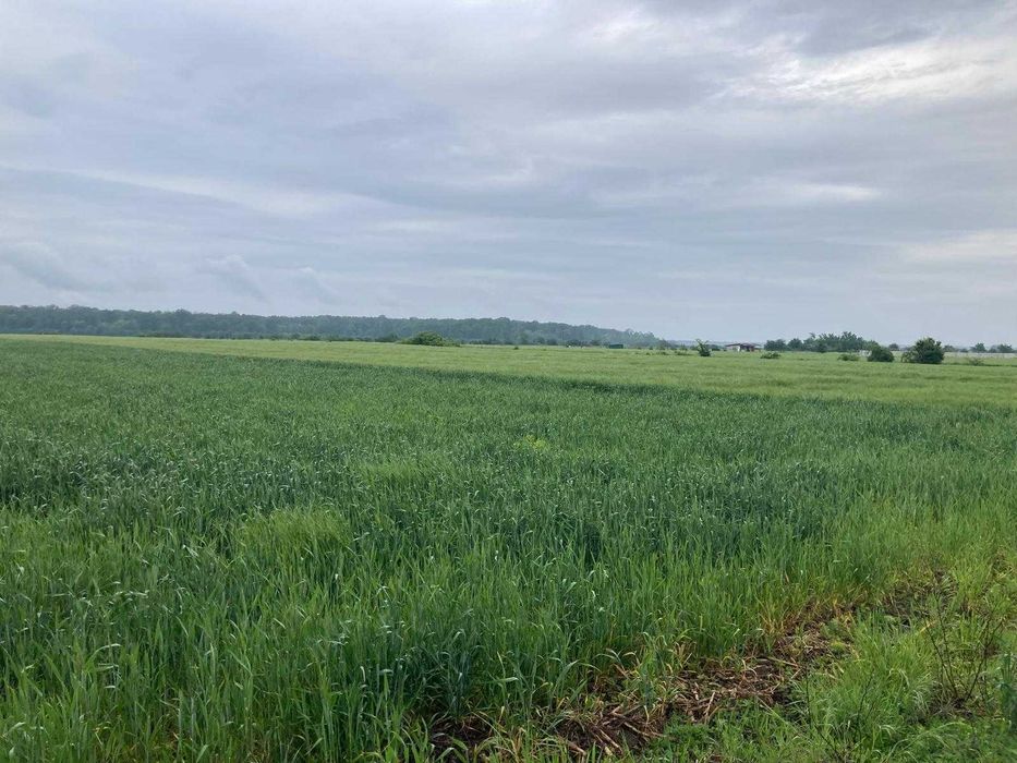 Vand teren intravilan in Sabareni, jud Giurgiu