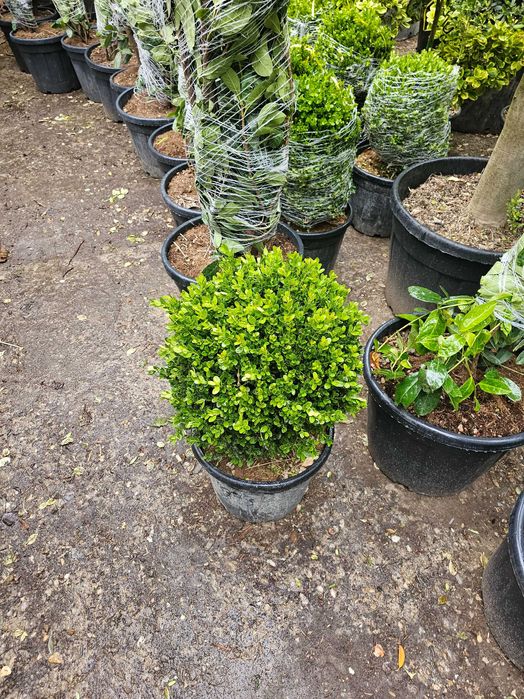 Laur englezesc lelandy tuia smarald spirale pon pon magnolia mesteacă