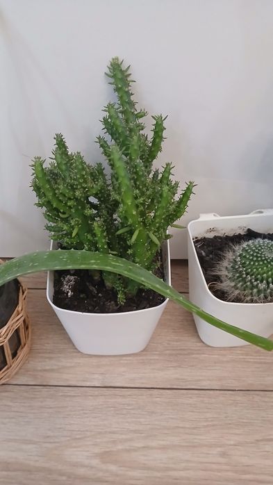 Цветя всички за 22 лв