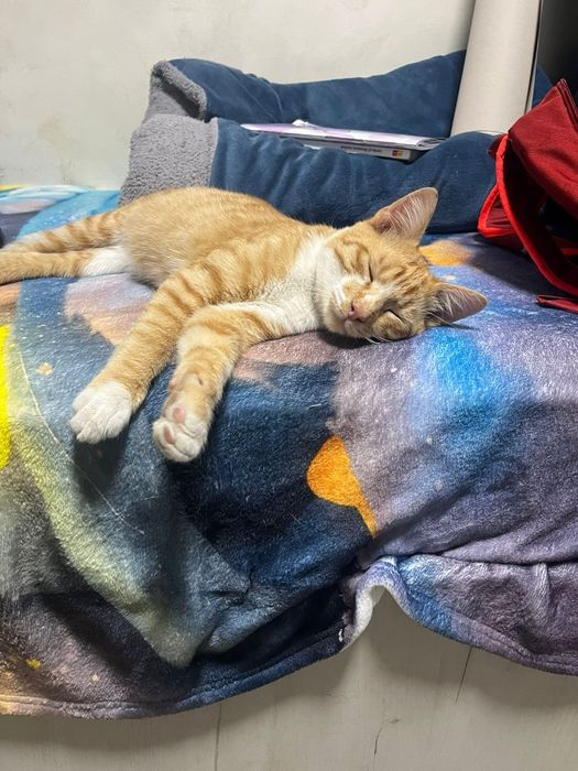 Pui de pisica spre adoptie