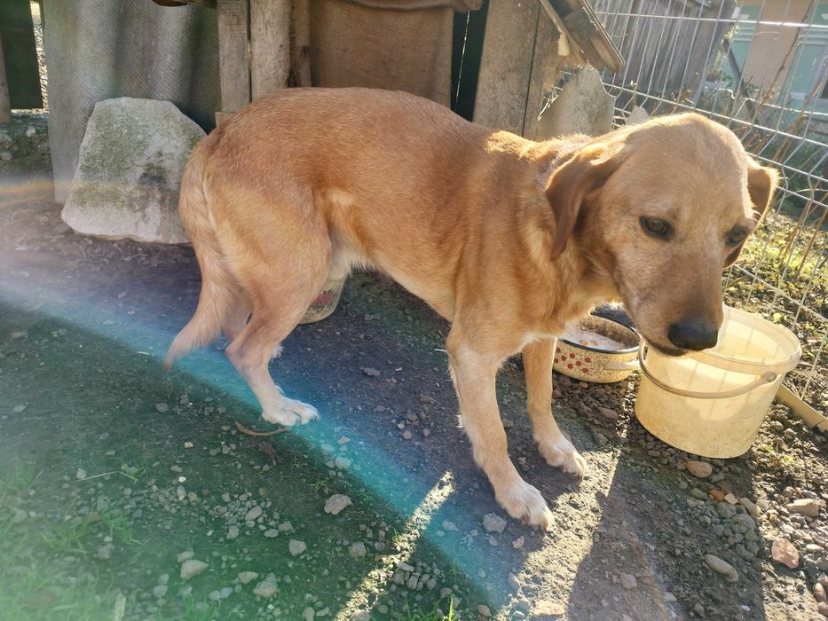 Donez câine de 5-6 ani