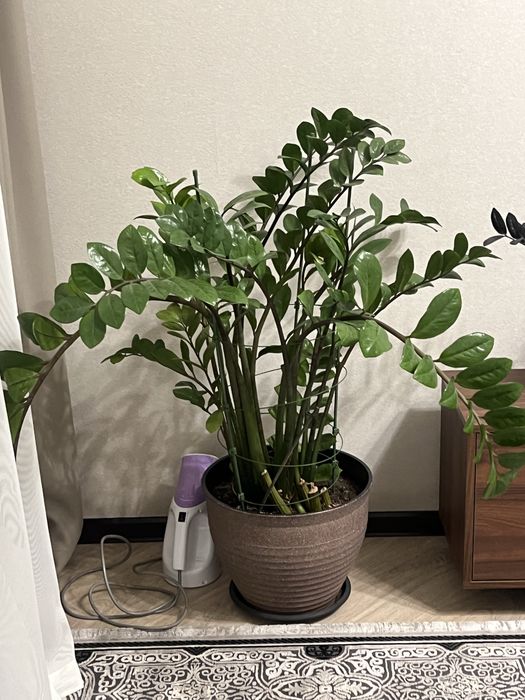 Продам два больших цветка