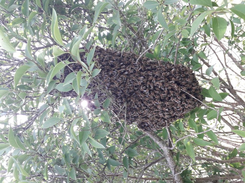 Familii de albine