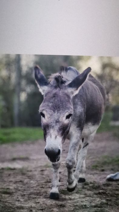 Lapte de măgăriță proaspăt