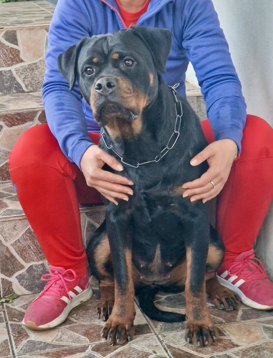 Femelă Rottweiler cu pedigree