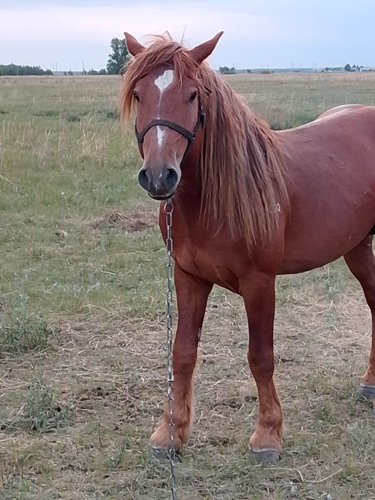 Продам жеребца на племя