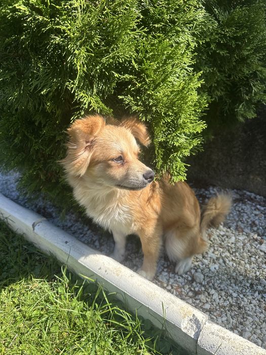 Donez catelusa de Pomeranian Spitz