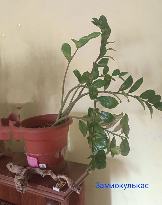 Продам Замиокулькас