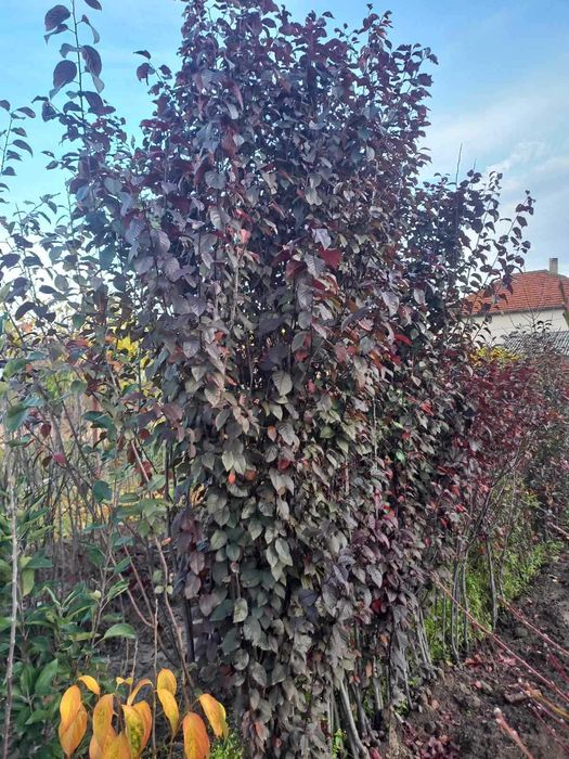 Червенолистна декоративна джанка / слива