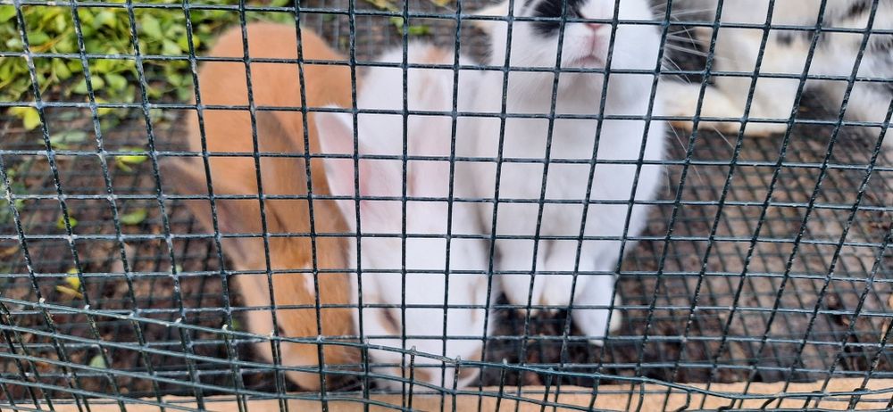 Iepurași de companie